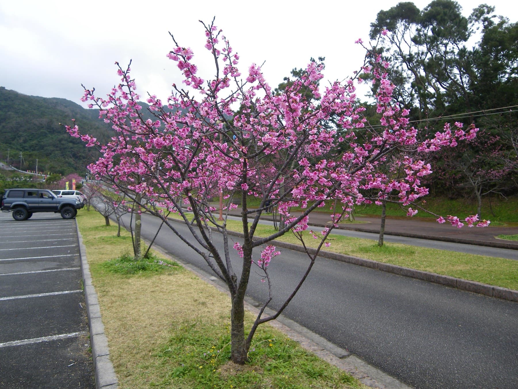 A Taiwan cherry in full deep-pink bloom stands on a grass verge beside the road and car park at Yaedake, with forested hills behind.