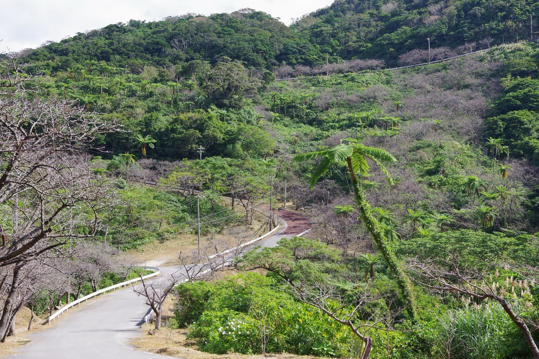 The narrow Yaedake road winds up through forest and tree ferns on Mount Yae between white guardrails, past rows of cherry trees still bare before their winter bloom.
