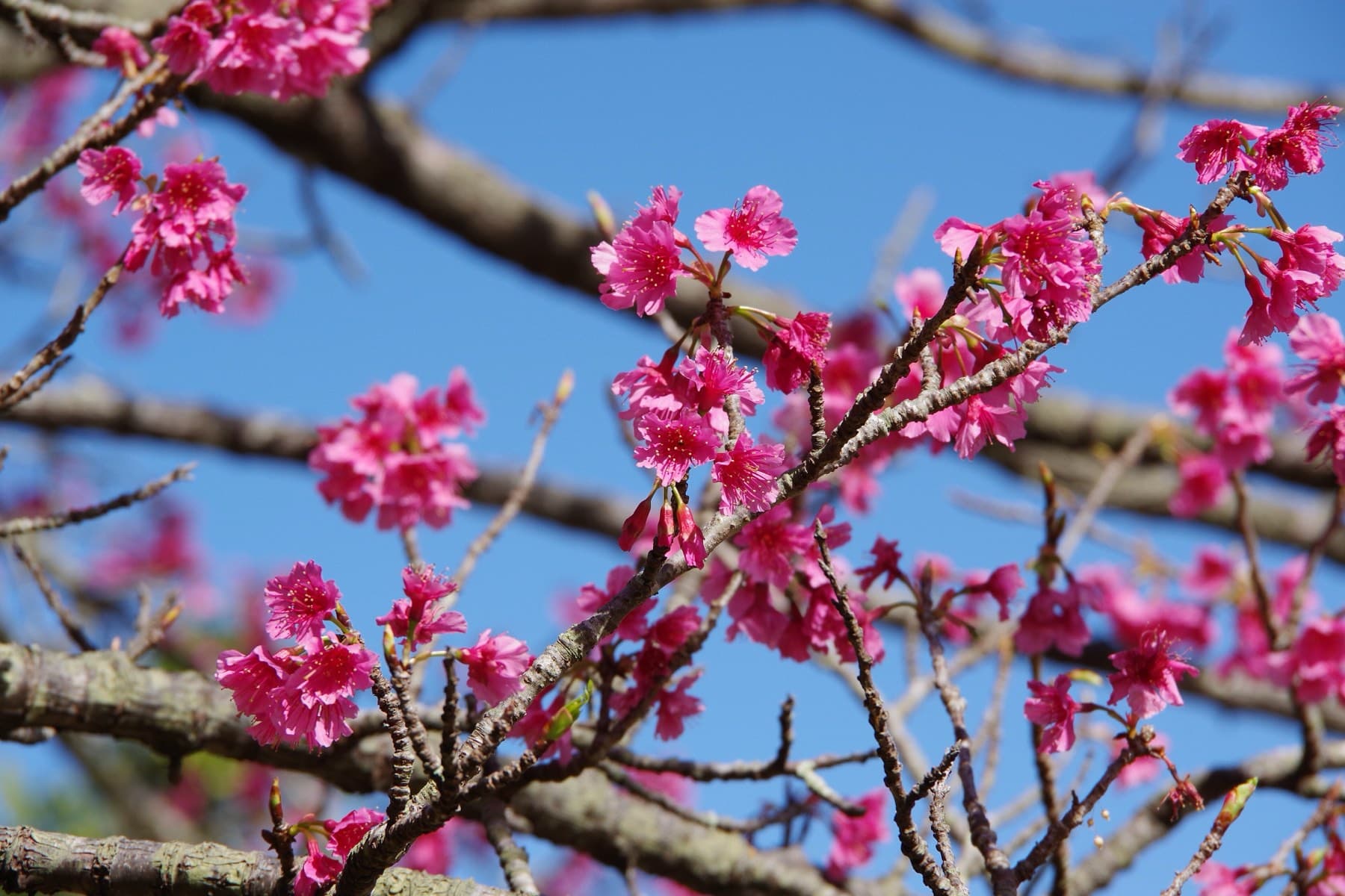 Clusters of deep pink hikanzakura blossom hang from bare branches on Yaedake against a clear blue winter sky