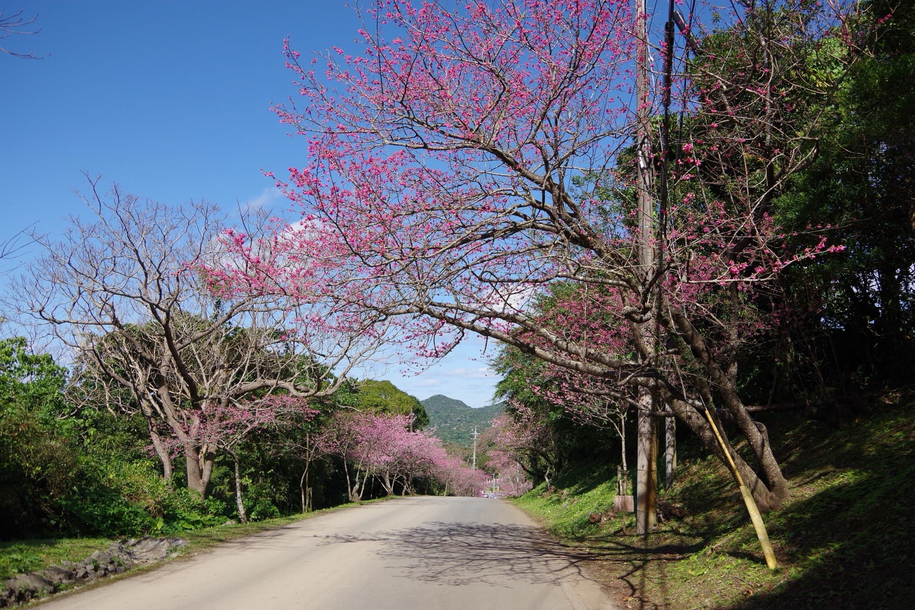 Cherry trees in pink bloom lean over the quiet mountain road on Yaedake as it climbs through forest toward the summit
