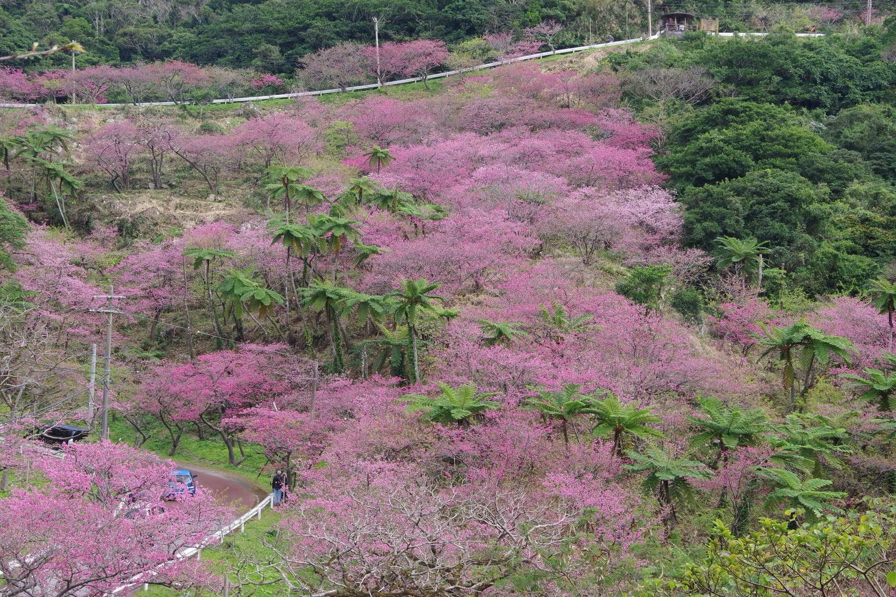 Deep pink hikanzakura cover a whole hillside on Yaedake in January, with tree ferns standing among the blossom and a road winding through