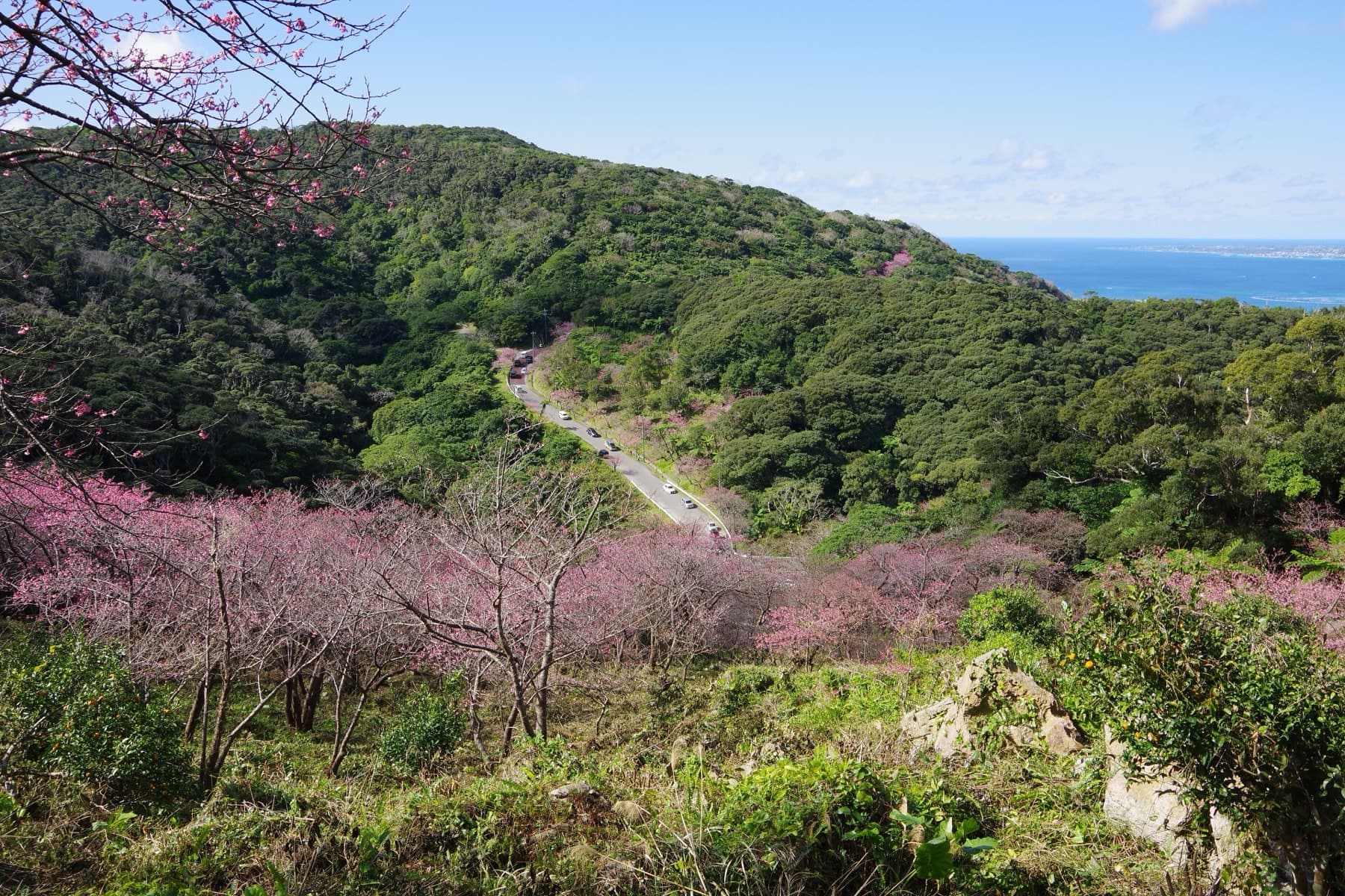 Pink cherry trees fill the slope below a forested ridge on Yaedake, and the road drops through the valley toward a strip of blue sea