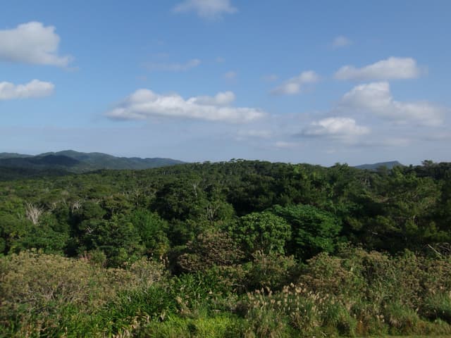 An unbroken canopy of subtropical forest rolls over the low hills of Yanbaru toward distant ridges, under a blue sky with scattered white clouds.