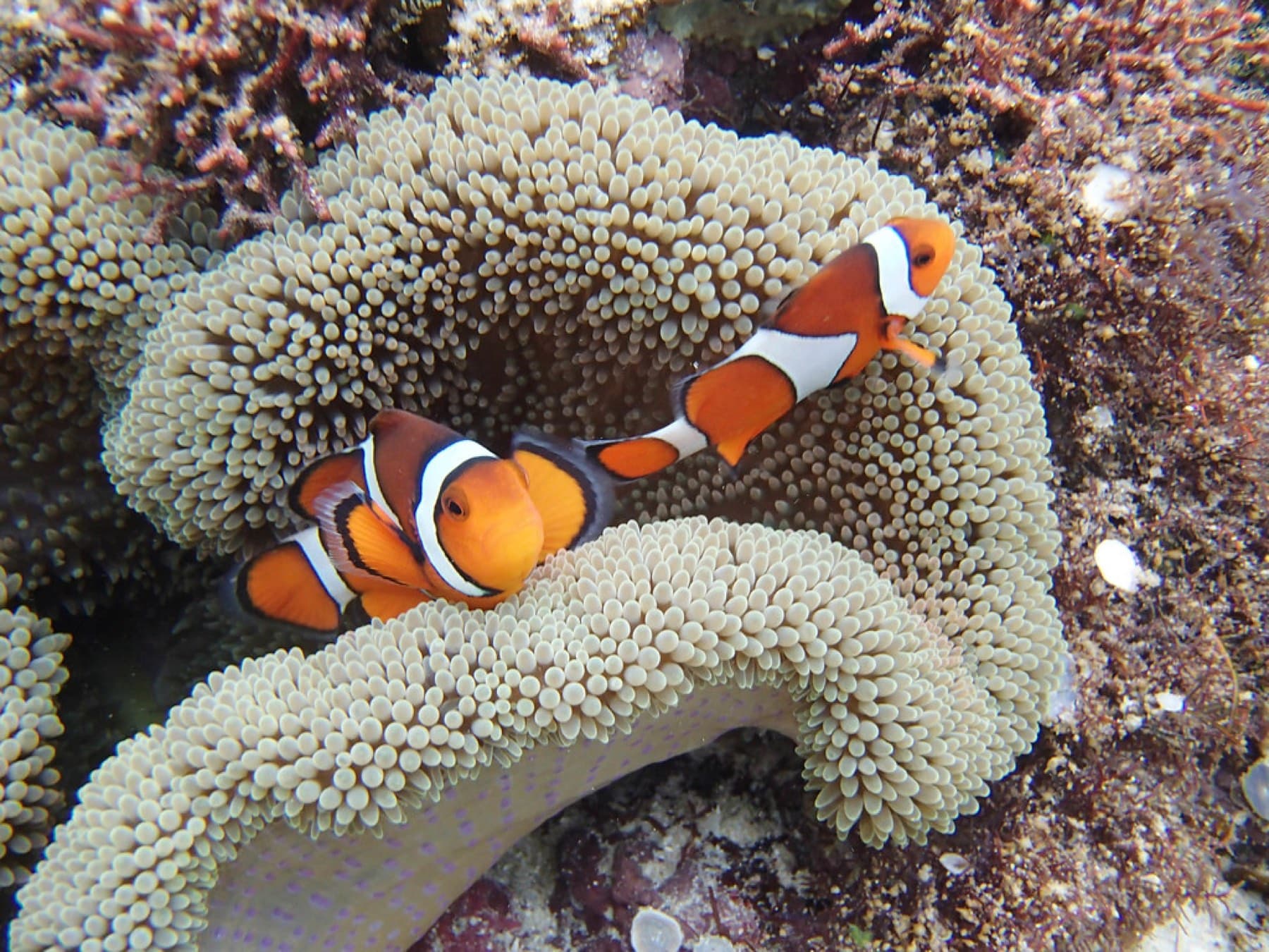 Two clownfish nose through a pale carpet anemone on the reef at Yonehara, one of Ishigaki's best snorkelling shores.