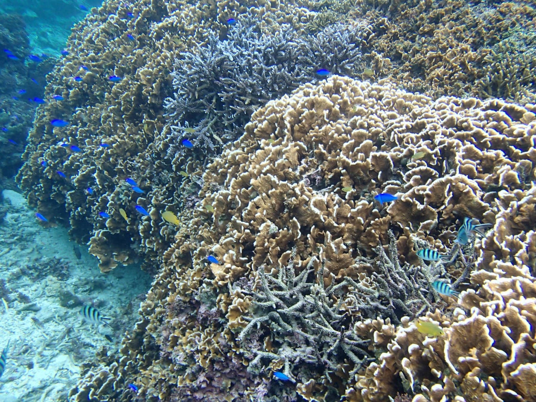 Blue damselfish dart around mounds of plate and branching coral on the shallow reef off Yonehara Beach.
