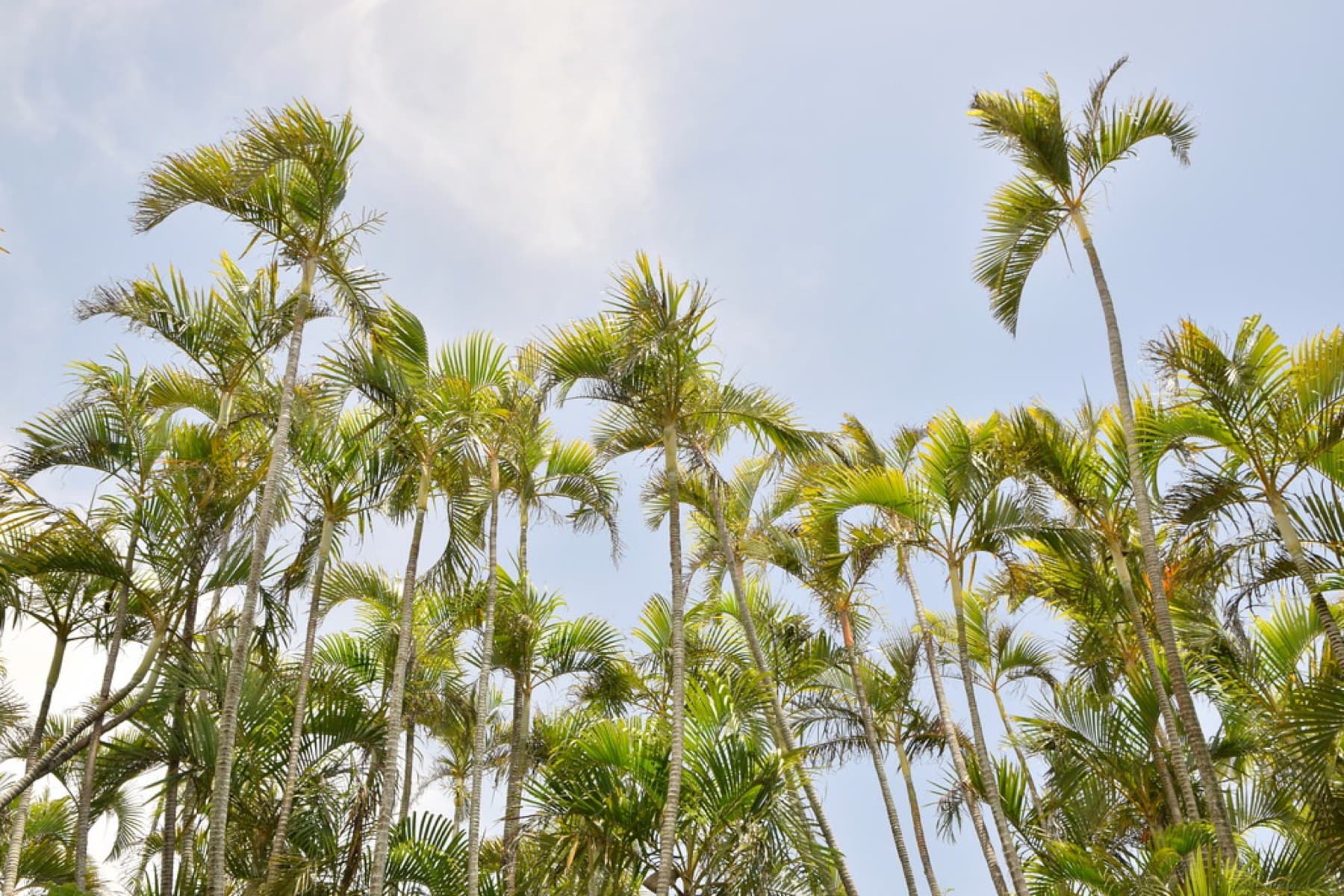 Feathery crowns of Yaeyama palms rise against a pale sky in the native palm grove at Yonehara on the north side of Ishigaki.
