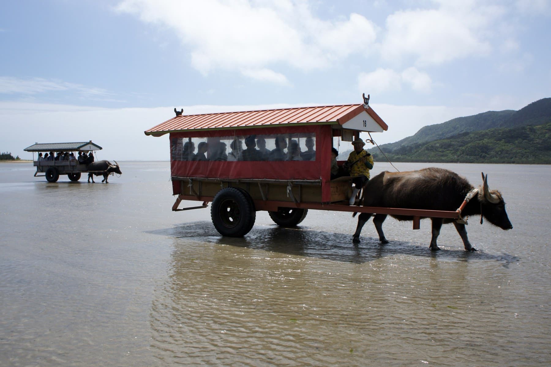 A water buffalo pulls a red-roofed cart of passengers through the knee-deep shallows between Iriomote and Yubu-jima as a second cart follows behind.