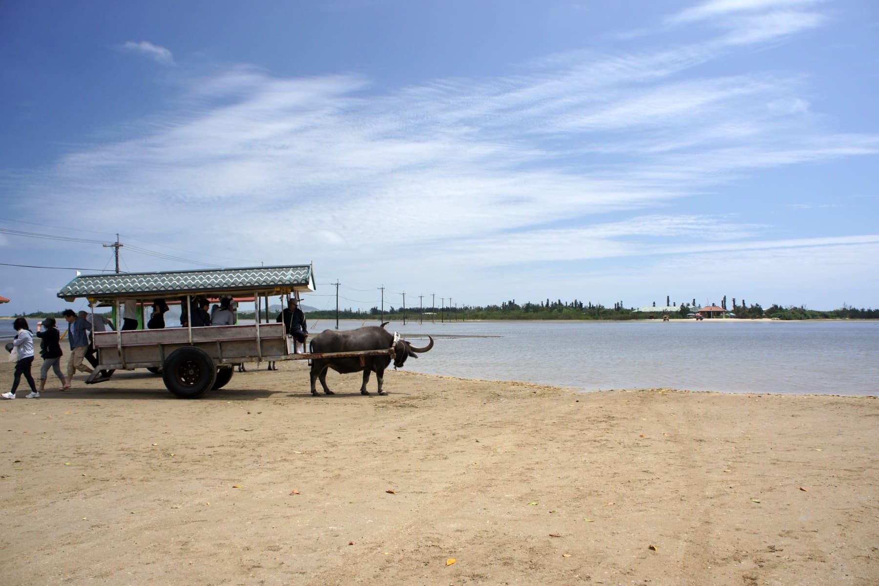 A buffalo cart waits on the sand at the edge of the shallow channel to Yubu-jima under long streaks of high cloud.