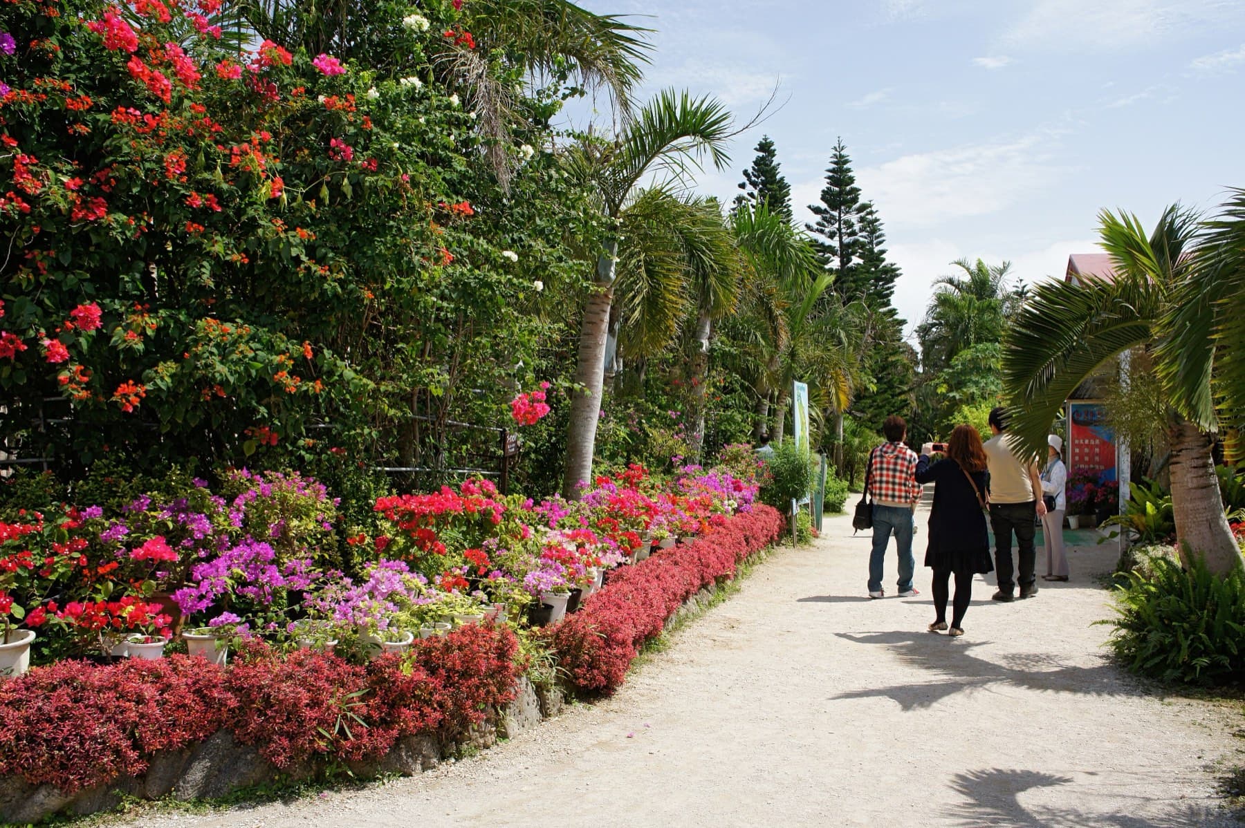 Beds of red and pink bougainvillea line a sandy path through the garden on Yubu-jima where a few visitors stroll under tall palms.
