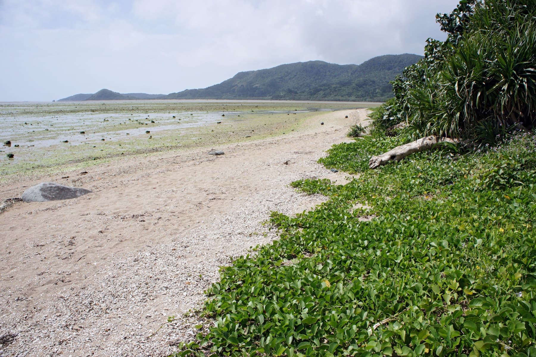 Beach morning glory spills onto the pale shore of Yubu-jima while the tidal flats stretch toward the green hills of Iriomote.