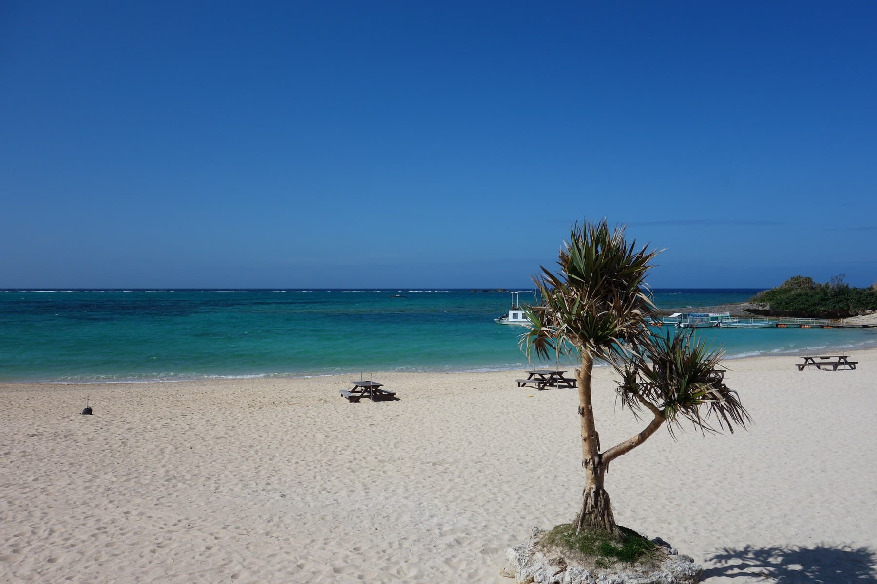 A small pandanus tree stands on the white sand of Zanpa Beach in Yomitan, with picnic tables and turquoise water behind it.